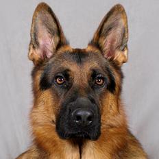 Schæferhund Vennebjergs Phantom - Santos