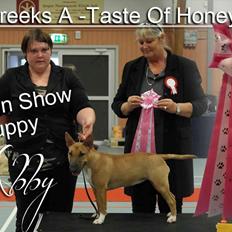 Bullterrier miniature Bullcreeks A Taste Of Honey 'Abby'