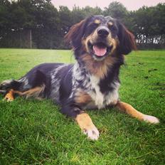 Blanding af racer Merci 6 år <3