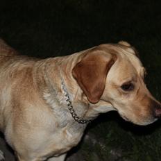 Blanding af racer lady