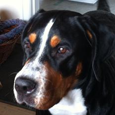 Grosser schweizer sennenhund Taja.