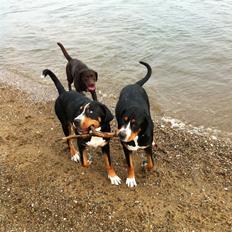 Grosser schweizer sennenhund Taja.