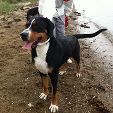 Grosser schweizer sennenhund Taja.