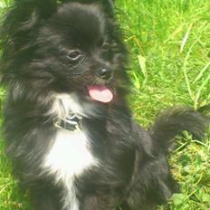 Blanding af racer Coda