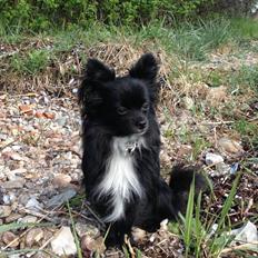 Blanding af racer Coda