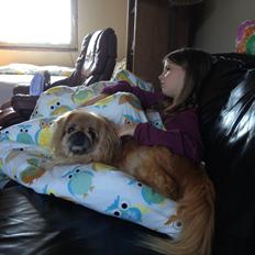 Pekingeser Freja <3