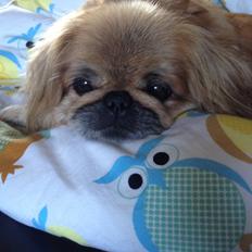 Pekingeser Freja <3