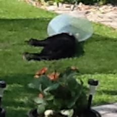 Labrador retriever Storm