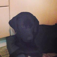 Labrador retriever Storm