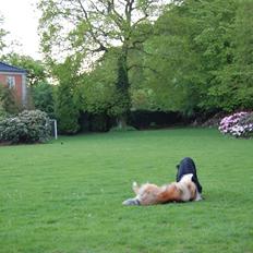 Collie langhåret Mac Ørtoft's Marco (Min livs ven)