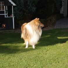 Collie langhåret Mac Ørtoft's Marco (Min livs ven)