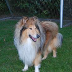 Collie langhåret Mac Ørtoft's Marco (Min livs ven)