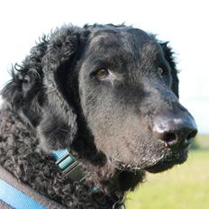 Curly coated retriever Balto (RIP)