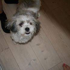 Malteser Molly <3