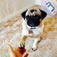 Mops Sille