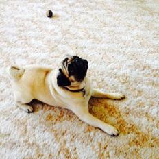 Mops Sille