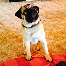 Mops Sille
