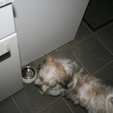 Malteser Molly <3