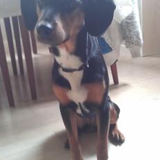 Blanding af racer Nalah