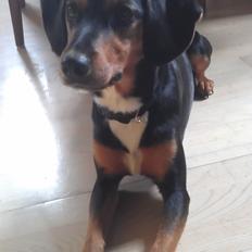 Blanding af racer Nalah