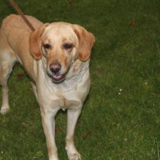 Blanding af racer lady