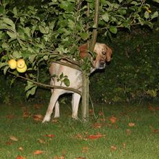 Blanding af racer lady