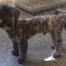 Blanding af racer Bruno