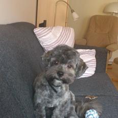 Blanding af racer Bruno