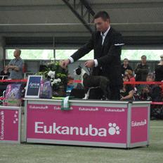 Boston terrier Multi-CH Westlund As Good As It Gets aka Pepsi