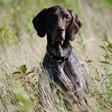 Korthåret hønsehund Søborggårds Ekko