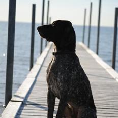 Korthåret hønsehund Søborggårds Ekko