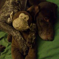 Korthåret hønsehund Søborggårds Ekko