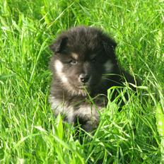 Finsk lapphund Zaki