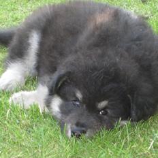 Finsk lapphund Zaki