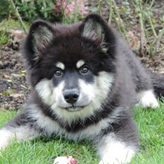 Finsk lapphund Zaki