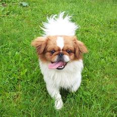 Pekingeser Dolly