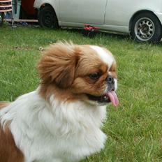 Pekingeser Dolly