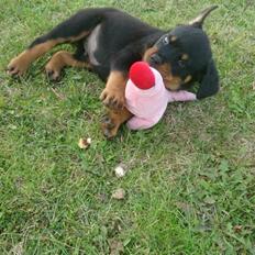 Rottweiler Von Barnewitz Huxi