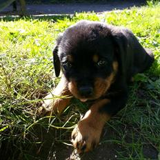 Rottweiler Von Barnewitz Huxi