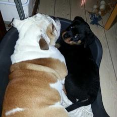 Rottweiler Von Barnewitz Huxi