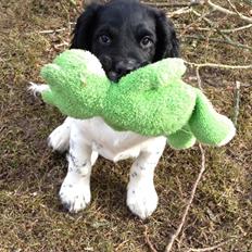 Field Trial spaniel Rollo