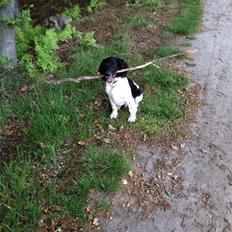 Field Trial spaniel Rollo