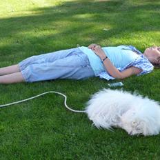 Coton de tulear Charlie