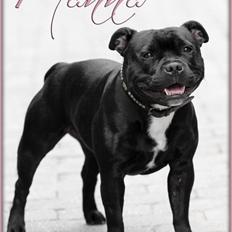Staffordshire bull terrier Tequila Sunrise Great 'n Glory *Nanna*