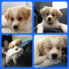 Blanding af racer Nemo