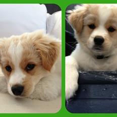 Blanding af racer Nemo