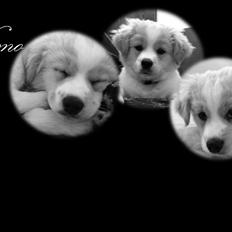 Blanding af racer Nemo