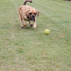 Blanding af racer Tarzan