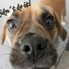 Blanding af racer Tarzan