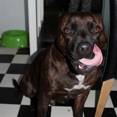 Staffordshire bull terrier Argo